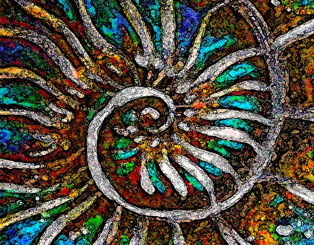 Ammonite Nautilus by Doug LaRue